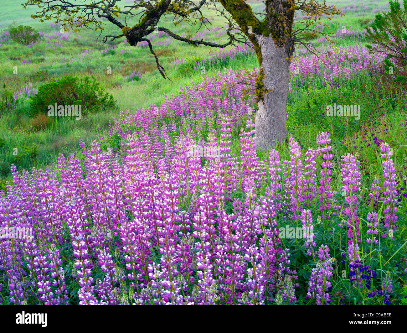 Close up of lupines and oak tree in prairie. Redwood National Park, California Stock Photo