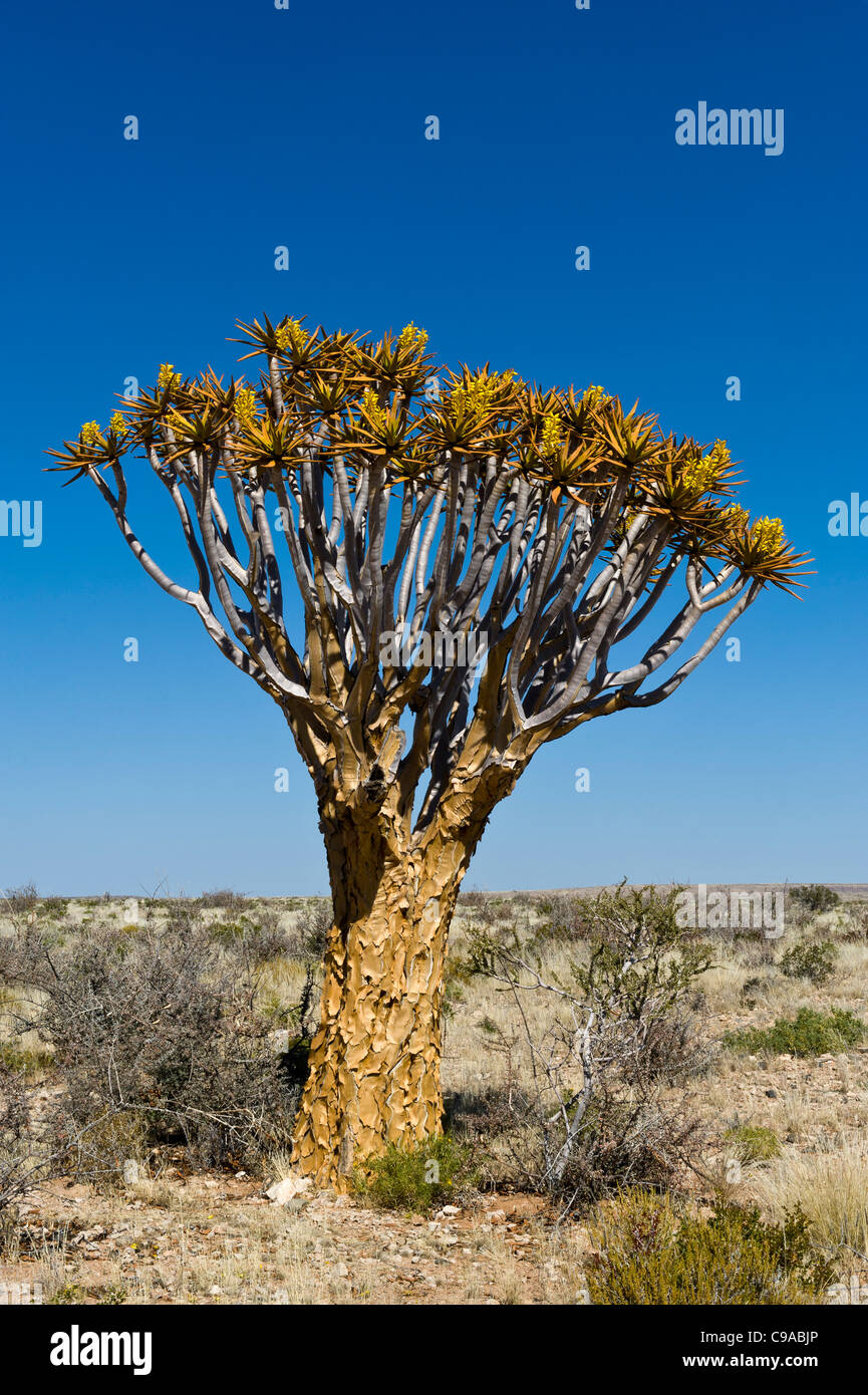 Quiver tree Aloe dichotoma flowering in Karas Region Namibia Stock Photo