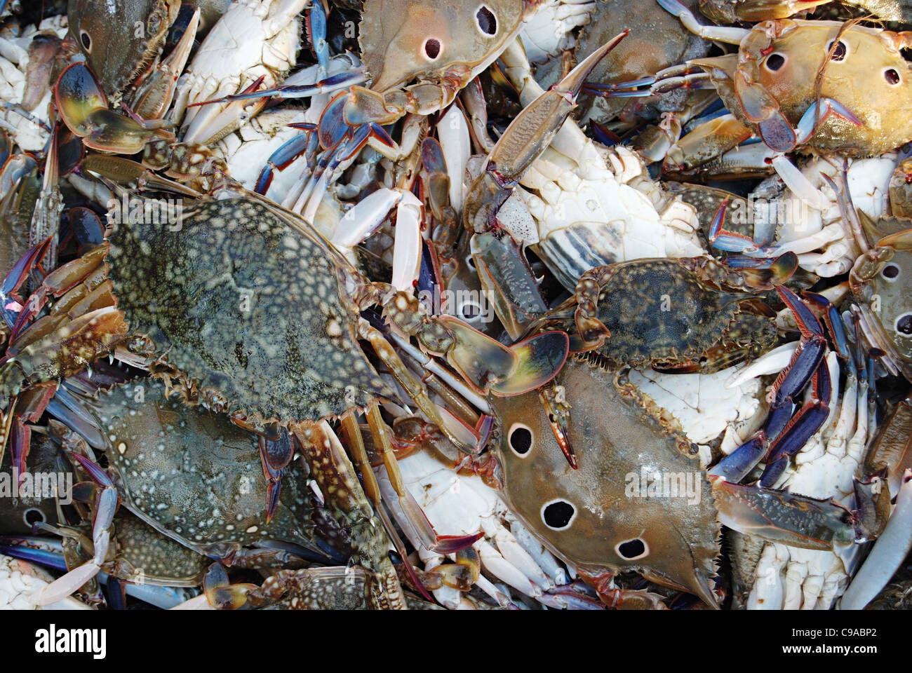 Crabs for sale, Fish Market, Harney, Dist. Dapoli, Konkan Stock Photo