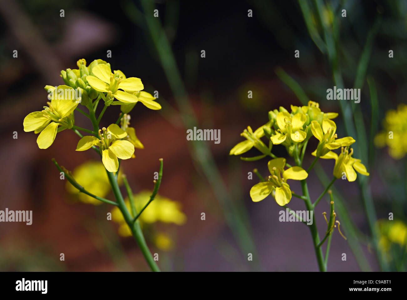 Flowers of gram crop Stock Photo