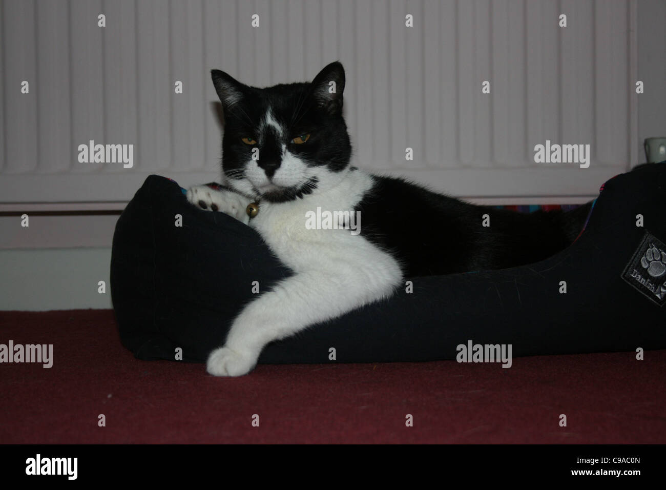 Black And White Cat Laying In Cat Bed In Front Of Radiator With Front Leg Hanging Out Stock Photo Alamy