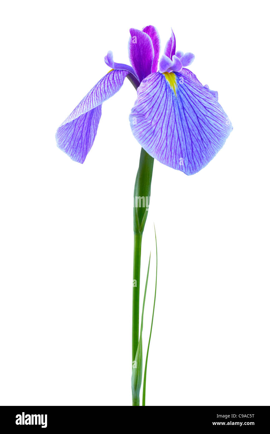 Purple Siberian iris Stock Photo