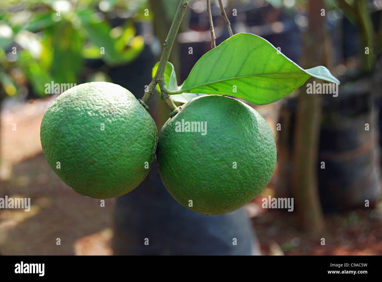 Citrus aurantium Linn , Sour Orange, Idlimbu Stock Photo