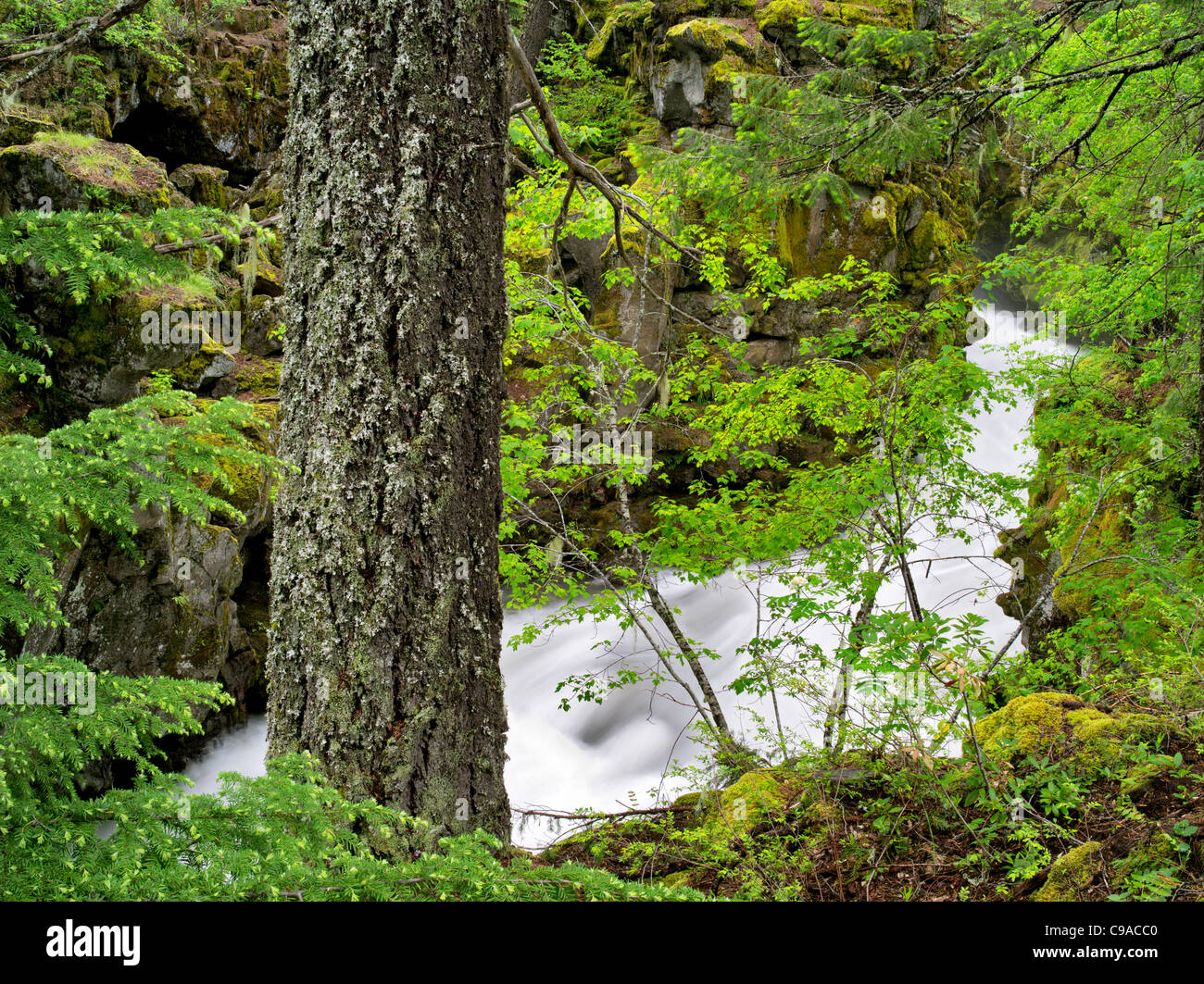 Whitewater on Rogue River with new spring growth, Oregon Stock Photo