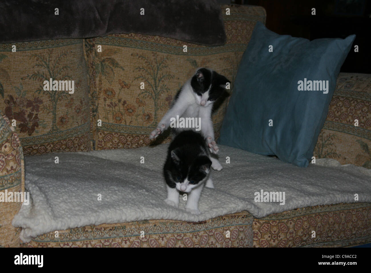 Black and white kittens on sofa with white fleece one kitten ready to jump on the other. Stock Photo