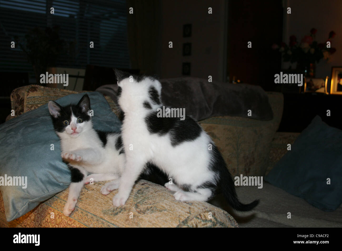 Black and white kittens playing on sofa one kitten has a surprised look and a paw out in front. Stock Photo