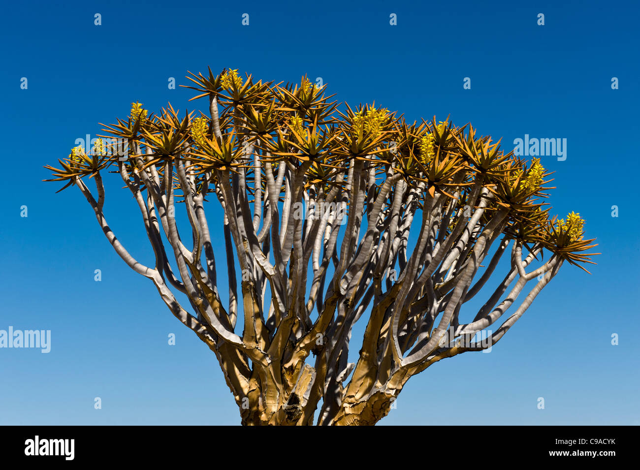 Quiver tree Aloe dichotoma flowering in Karas Region Namibia Stock Photo