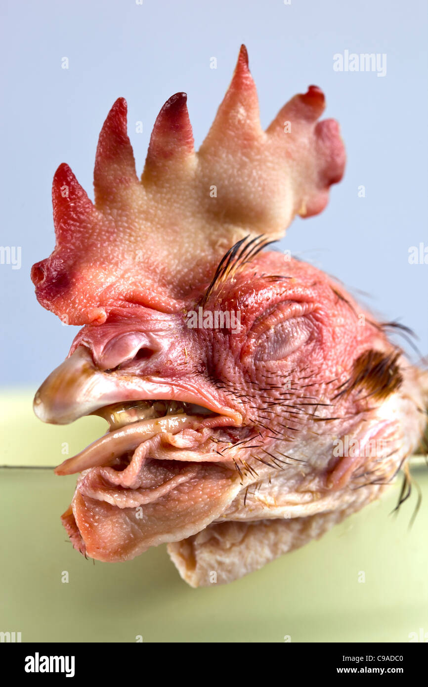 Chickens head and Stock Photo Alamy