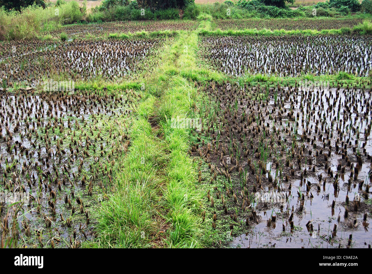 A paddy field after rice crop cutting with roots and water Stock Photo