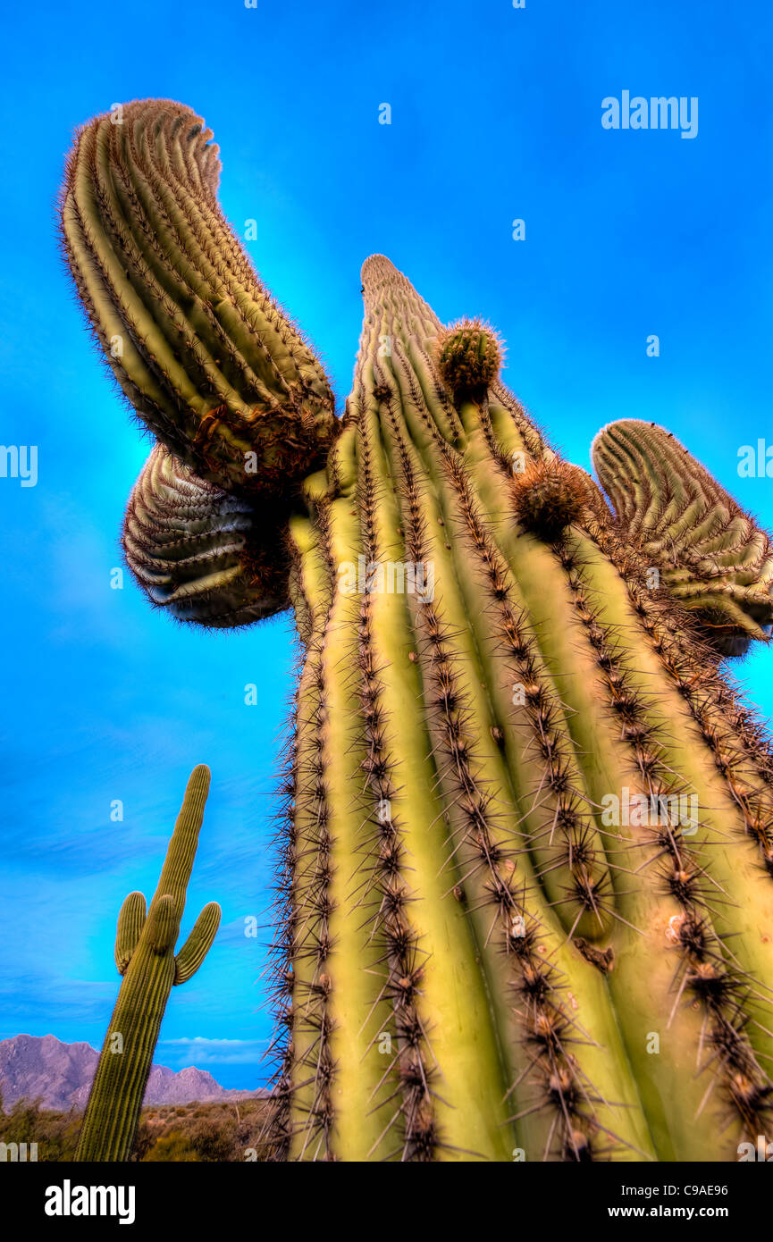 The saguaro ( /səˈwɑroʊ/; scientific name Carnegiea gigantea) is a ...