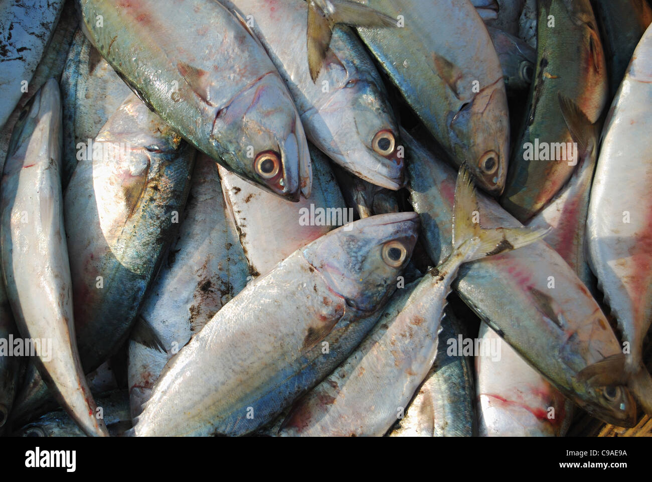 Indian mackerel (Rastrelliger kanagurta) or Banagda on sale in the fish market, Harney village, Konkan Stock Photo
