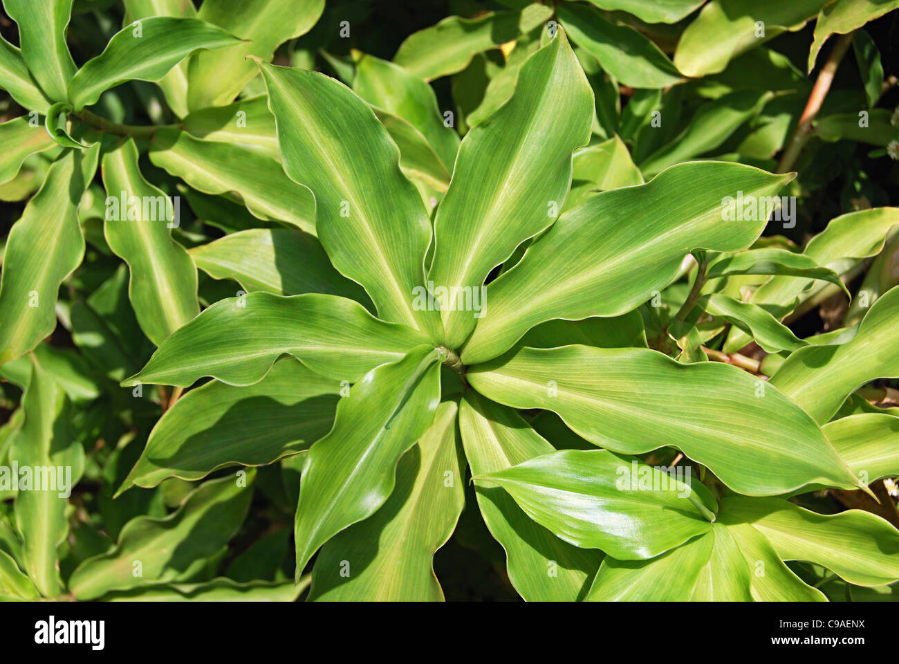 Insulin Plant (Costus Ingneus) Ayurvedic Medicinal Herbs. Costus ingneus belongs to the family zingiberaceae. Diabetes patients Stock Photo