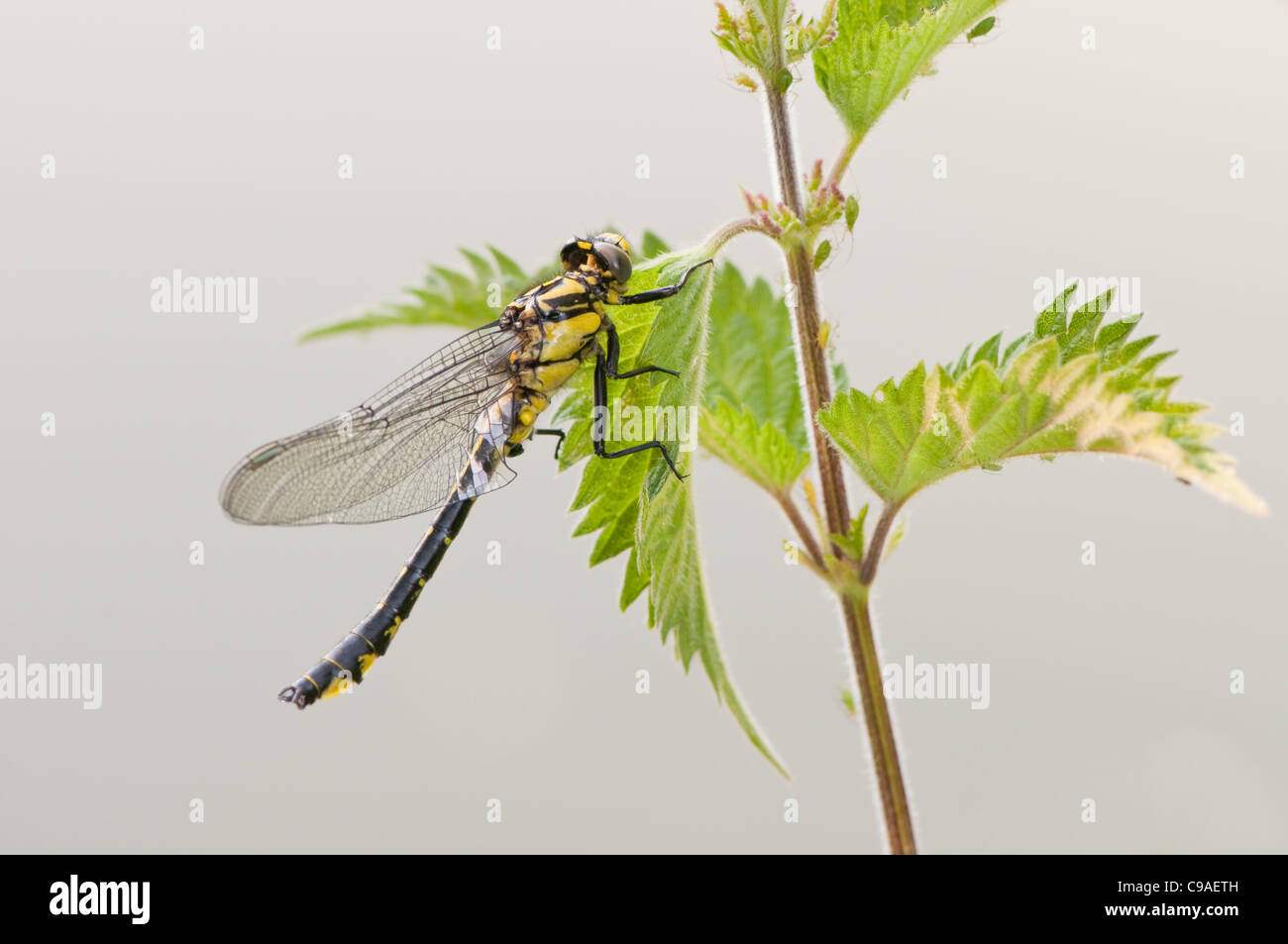 Club-tailed Dragonfly on the Thames at Goring Stock Photo