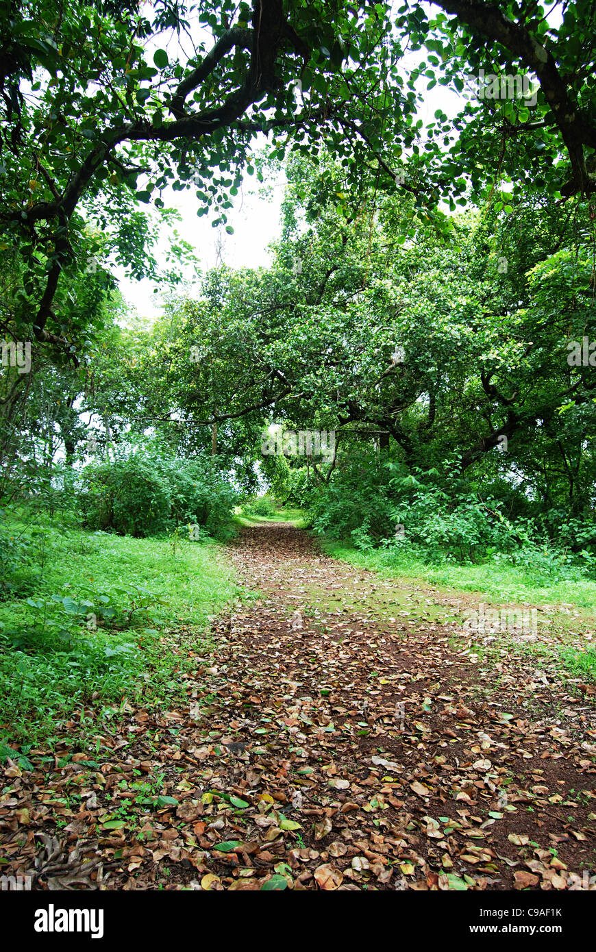 Untrodden path at Fort Panhala, Kolhapur District, Maharashtra Stock 