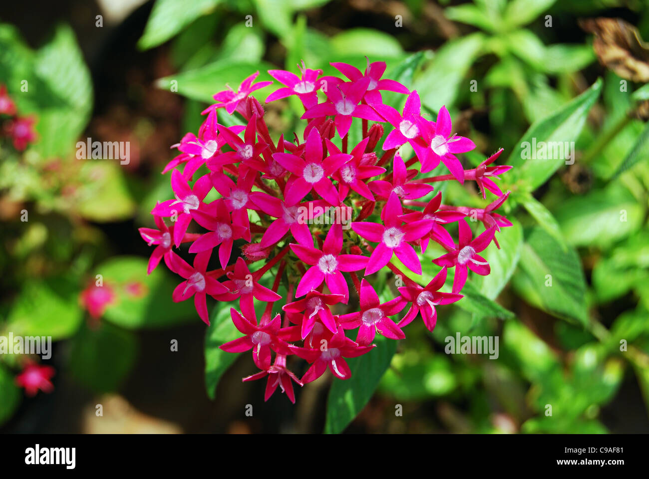 Pink penta flowers. Pentas lanceolata also called Egyptian stars for the bloom’s five-pointed shape. Best flowers to attract butterflies Stock Photo