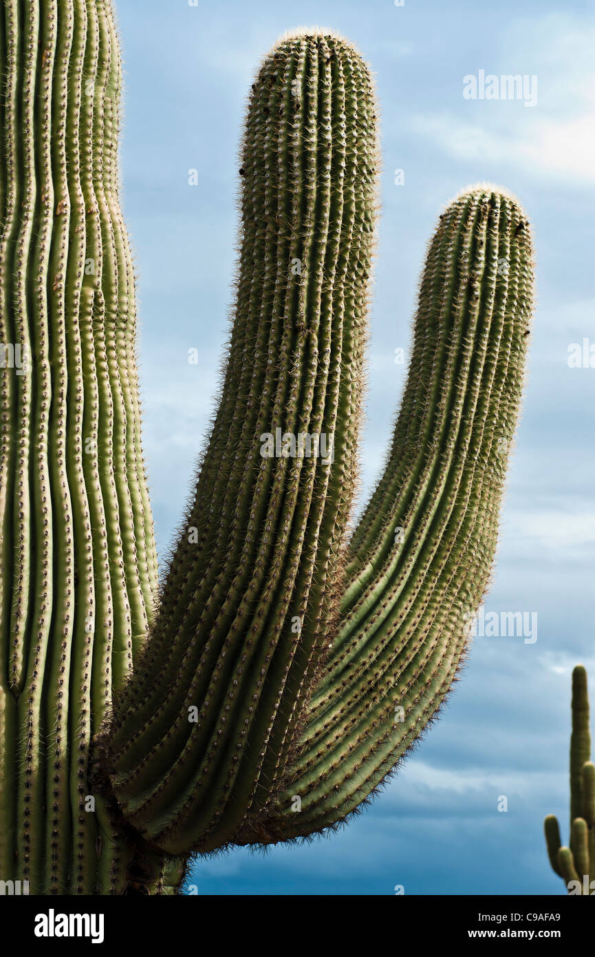 The saguaro ( /səˈwɑroʊ/; scientific name Carnegiea gigantea) is a large, tree-sized cactus species in the Sonoran desert. Stock Photo
