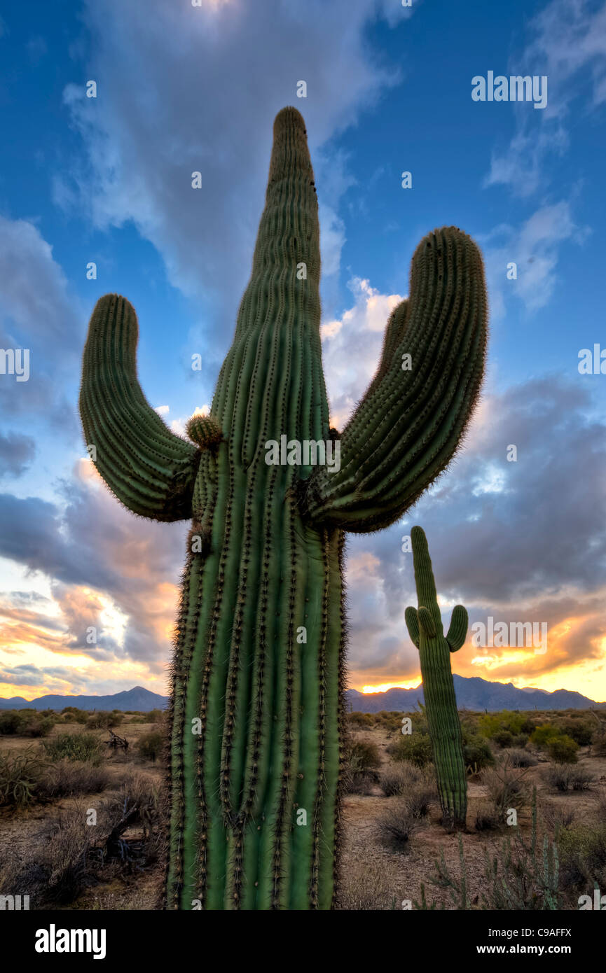 The saguaro ( /səˈwɑroʊ/; scientific name Carnegiea gigantea) is a ...