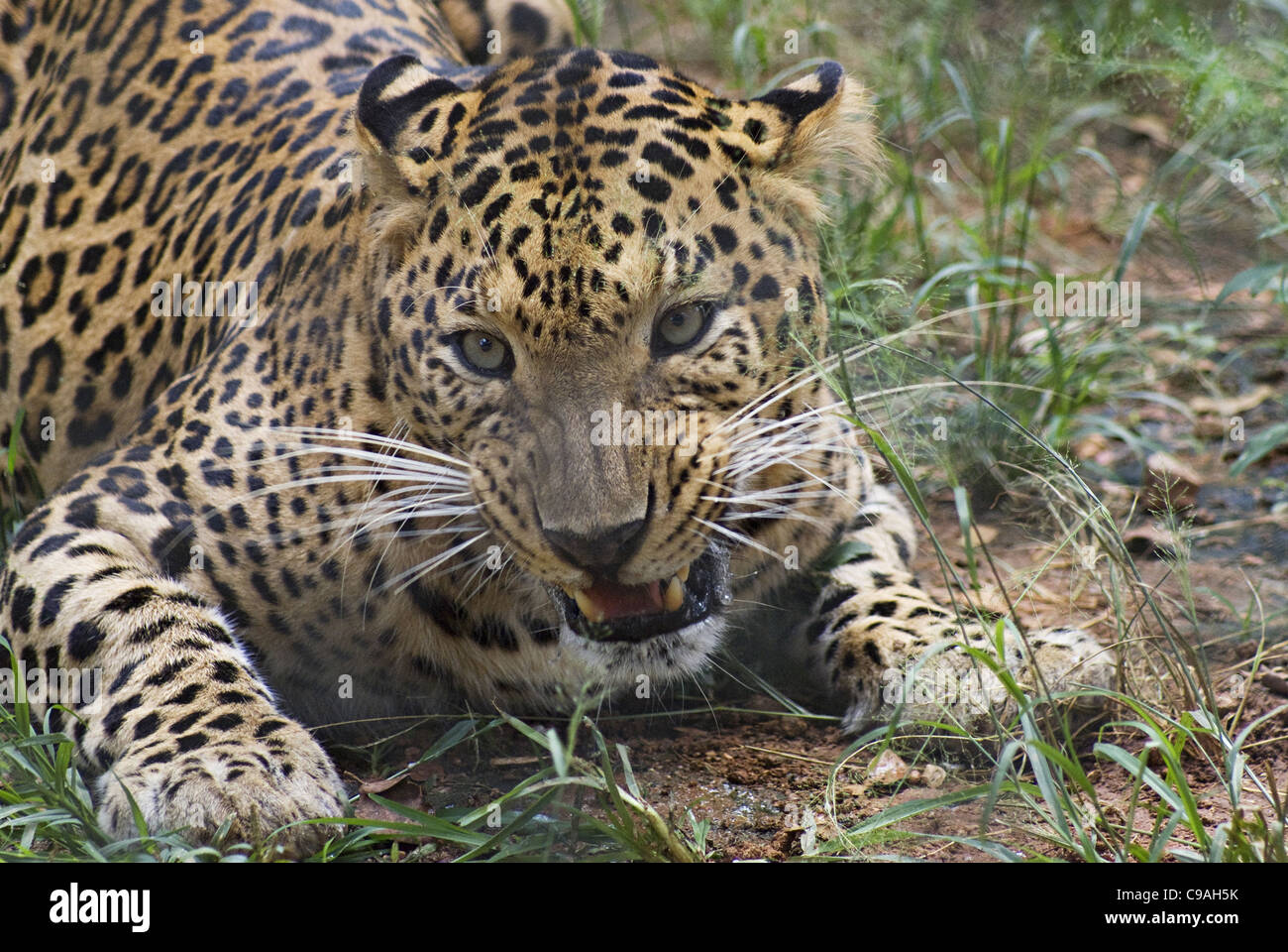 Leaopard Ribsaw Leapord High Resolution Stock Photography and Images - Alamy