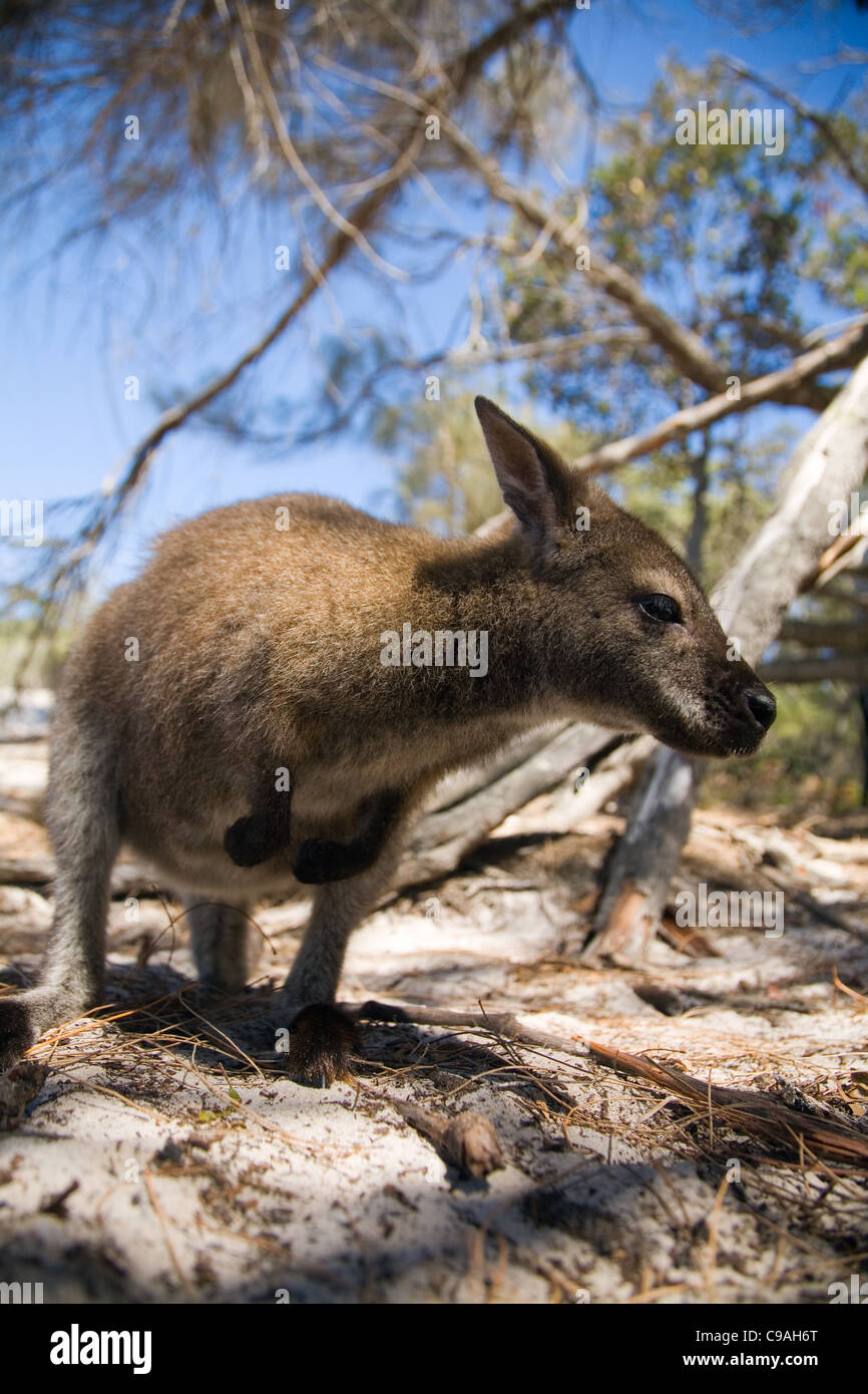 Bennetts wallaby (Macropus rufogriseus) at Wine Glass Bay in Freycinet National Park, Tasmania, Australia Stock Photo
