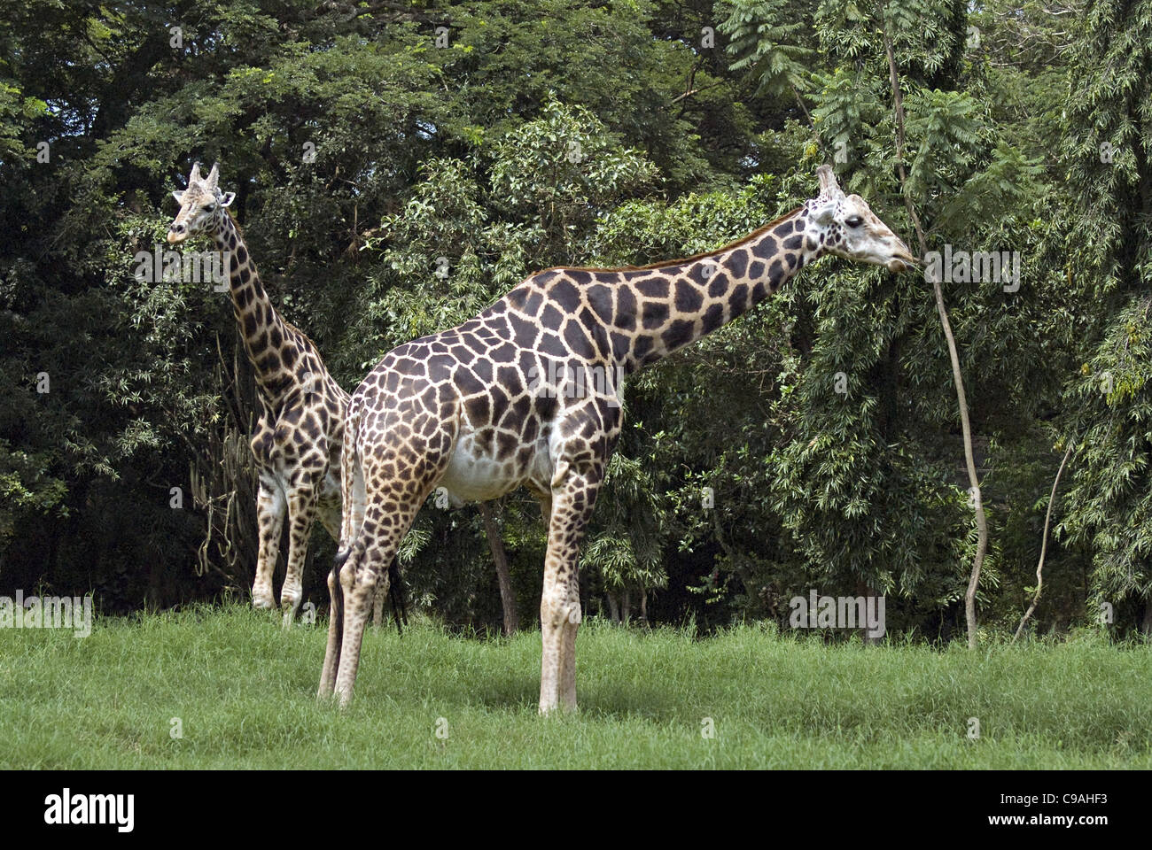 Giraffe at Mysore Zoo Stock Photo