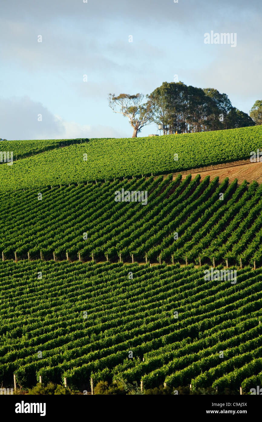 Vineyard in the renowned Pipers River wine region. Pipers River, Tasmania, Australia Stock Photo
