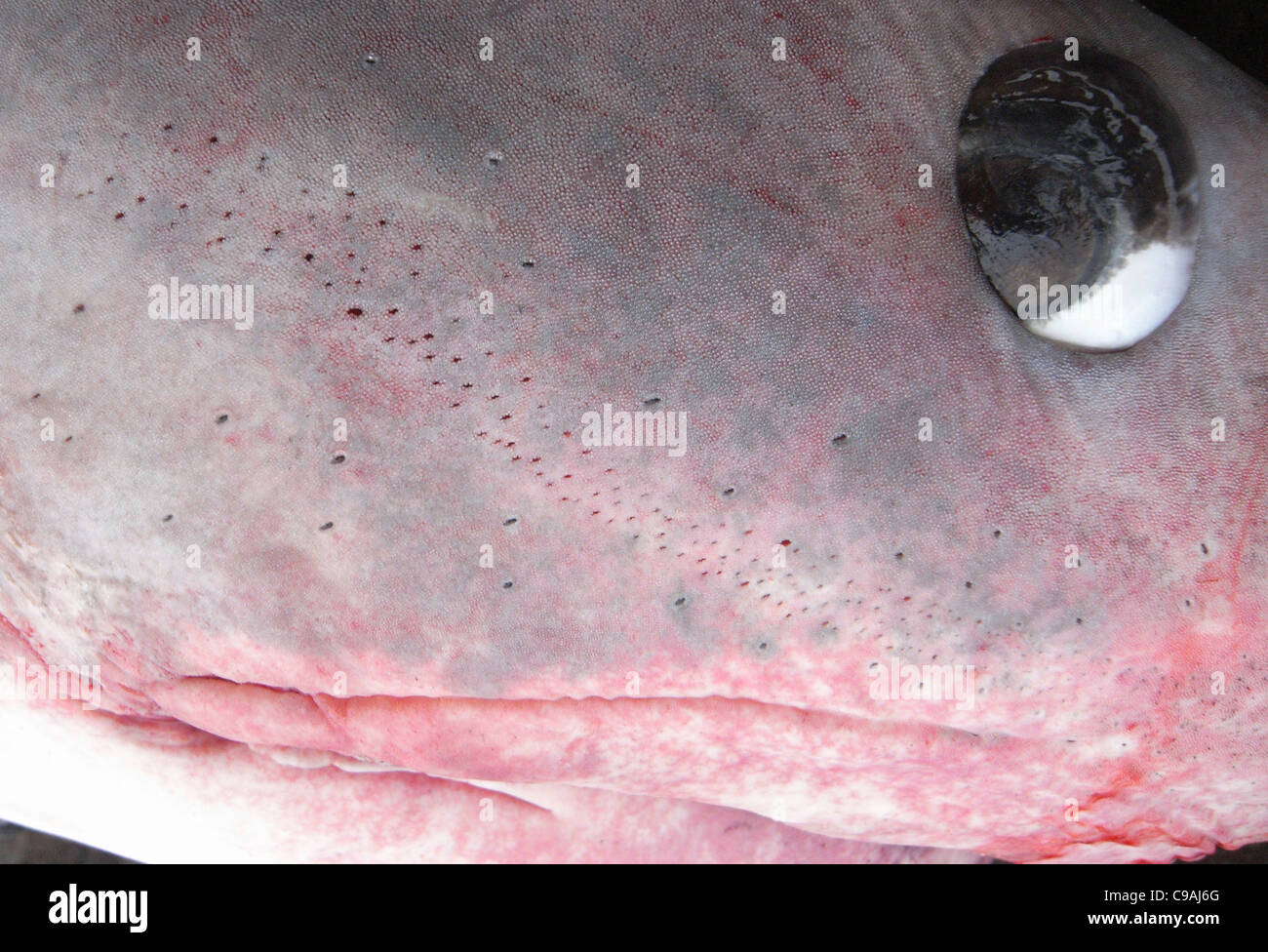 Detail of upper lip of large tiger shark (Galeocerda cuvier) showing sensory pores of ampullae of Lorenzini Stock Photo
