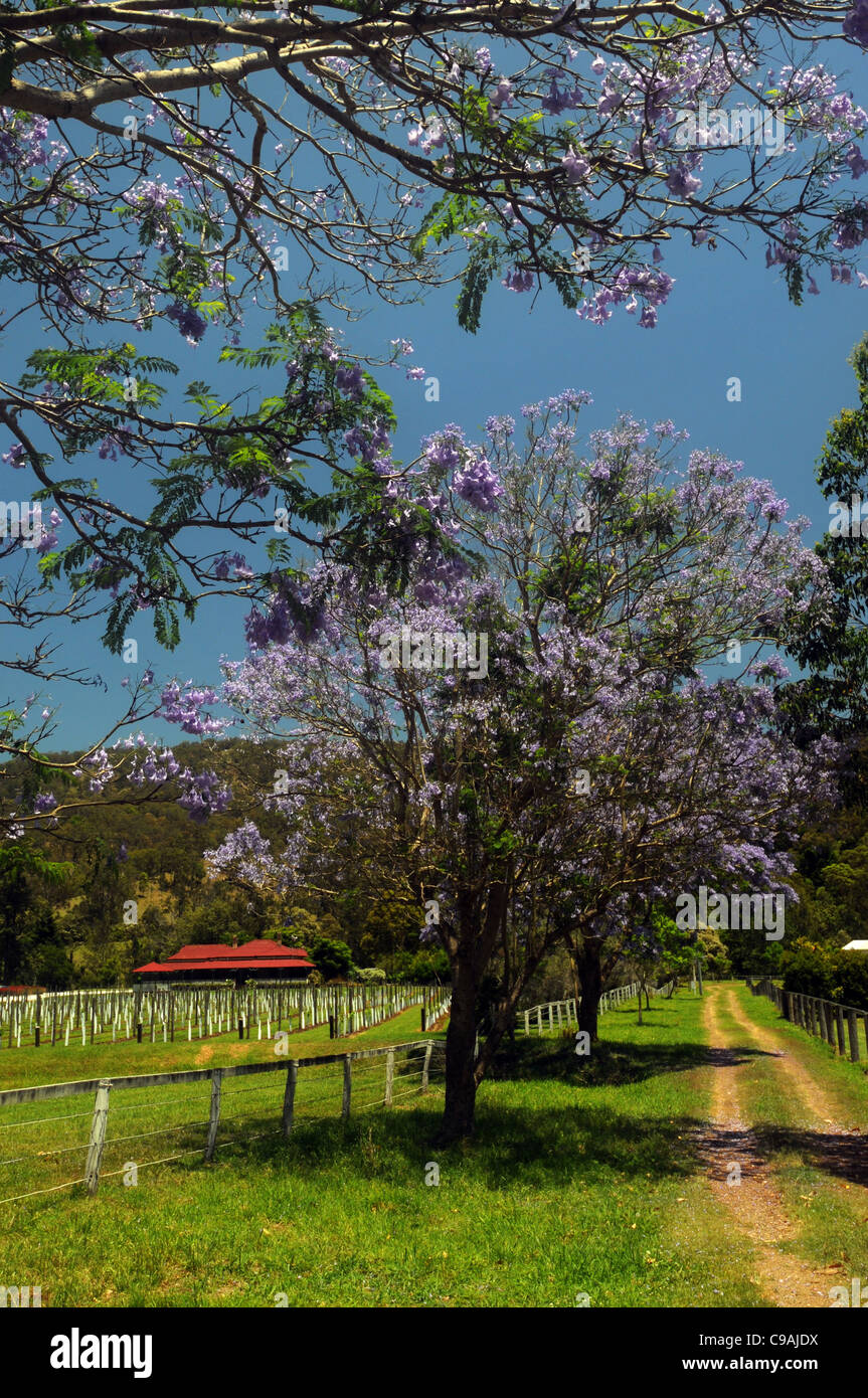 O'Reilly's Vinyard glimpsed through flowering jacaranda trees, near Canungra, Queensland, Australia. No PR Stock Photo