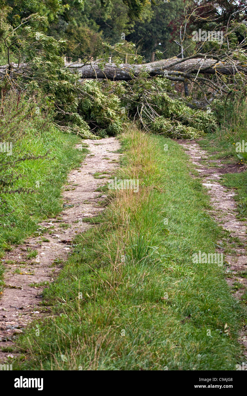 A fallen tree blown over by the wind blocking a track Stock Photo Alamy
