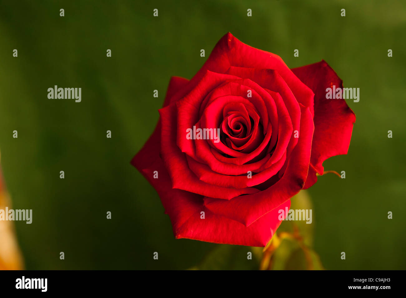 Red Rose against green Stock Photo - Alamy