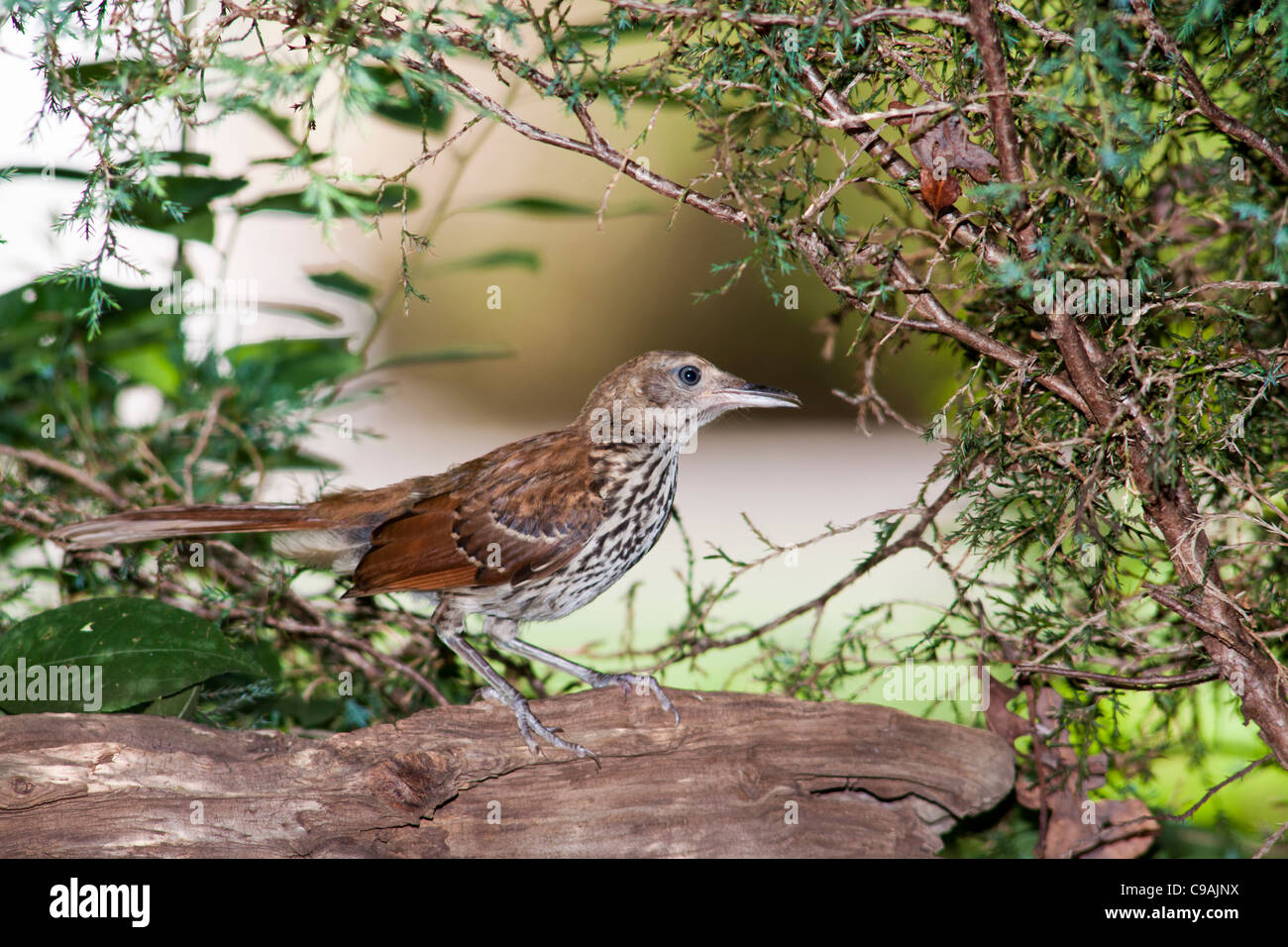 Brown Thrasher, Toxostoma rufum, in backyard wildlife habitat in McLeansville, North Carolina. Stock Photo