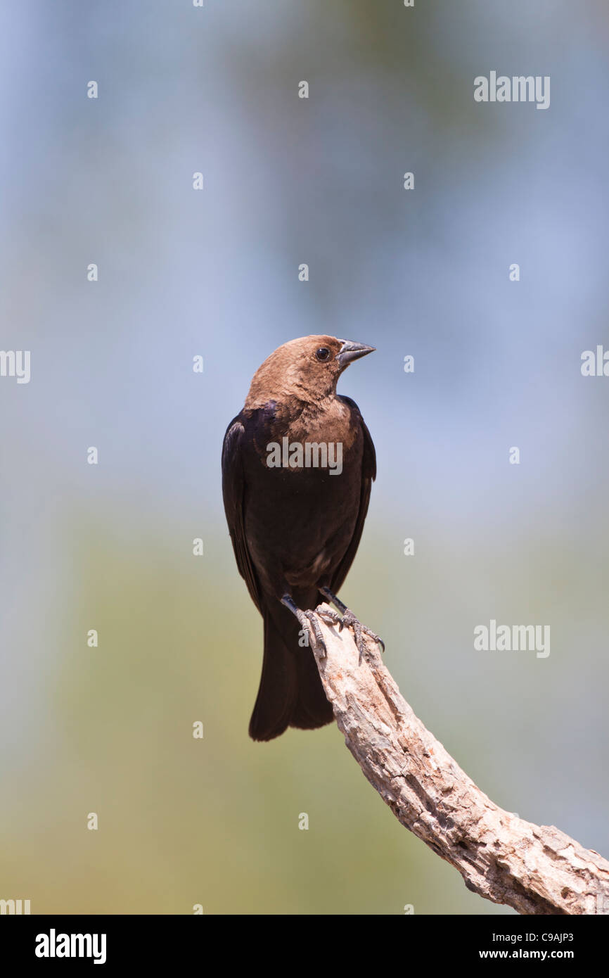 Brown-headed Cowbird, Molothrus ater, on tree branch on a ranch in South Texas. Stock Photo