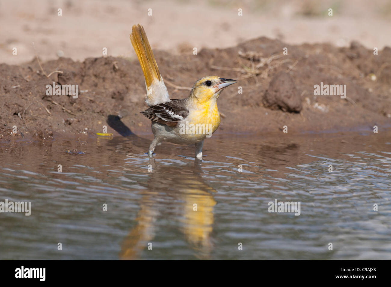 Female Bullock's Oriole, Icterus bullockii, trying to keep cool during a hot summer day on a South Texas Ranch. Stock Photo