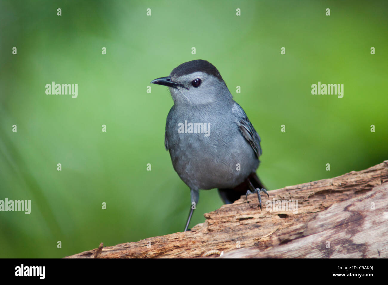 Gray Catbird, Dumetella carolinensis, in backyard wildlife habitat, in McLeansville, North Carolina. Stock Photo