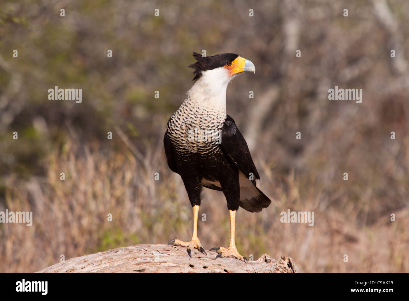 Crested Caracara, Caracara cheriway, or Polyborus plancus, at the Javelina-Martin wildlife refuge in South Texas. Stock Photo