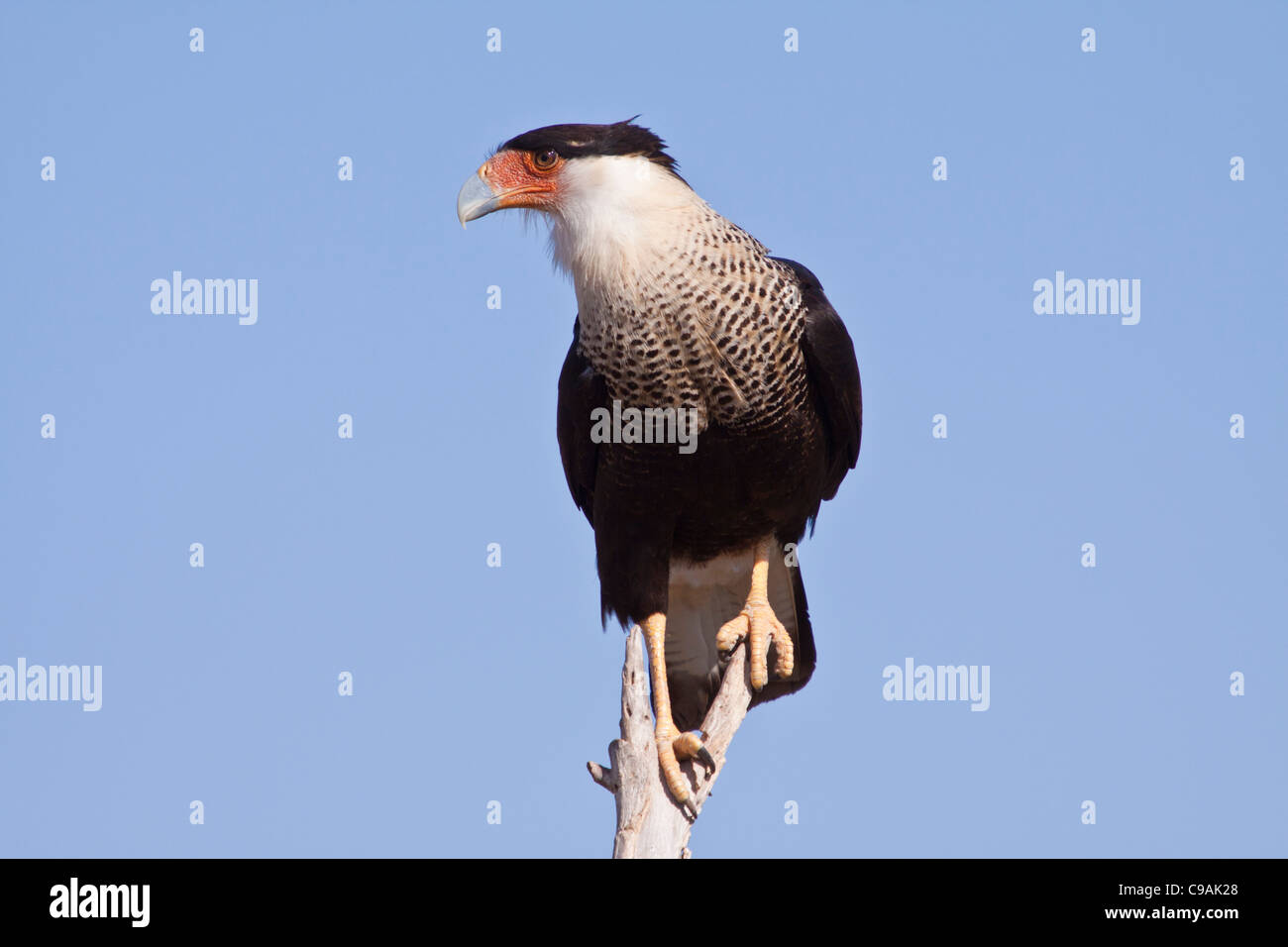 Crested Caracara, Caracara cheriway, or Polyborus plancus, at the Javelina-Martin wildlife refuge in South Texas. Stock Photo