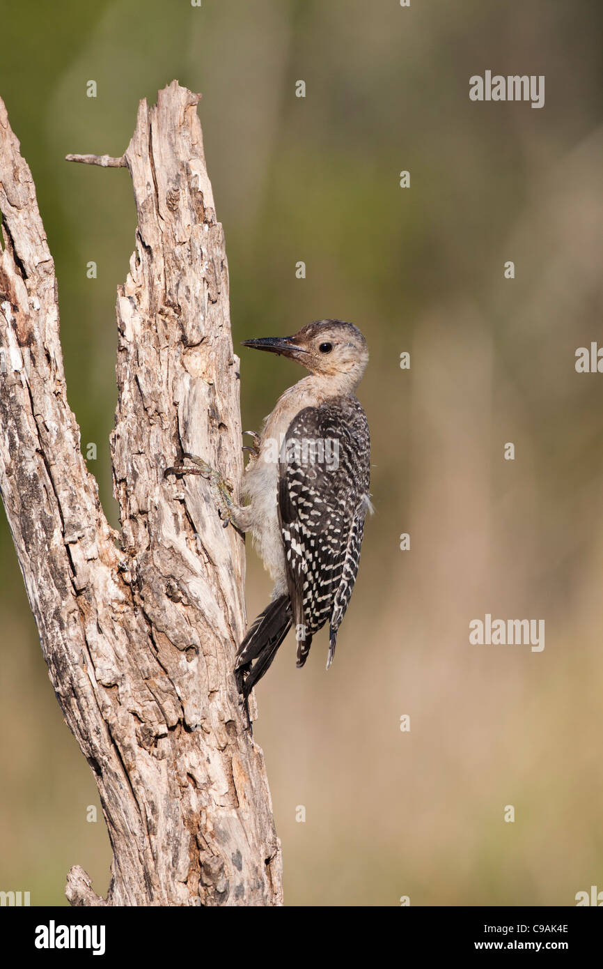 Juvenile Golden-fronted Woodpecker, Melanerpes aurifrons, on tree branch at a ranch in South Texas. Stock Photo
