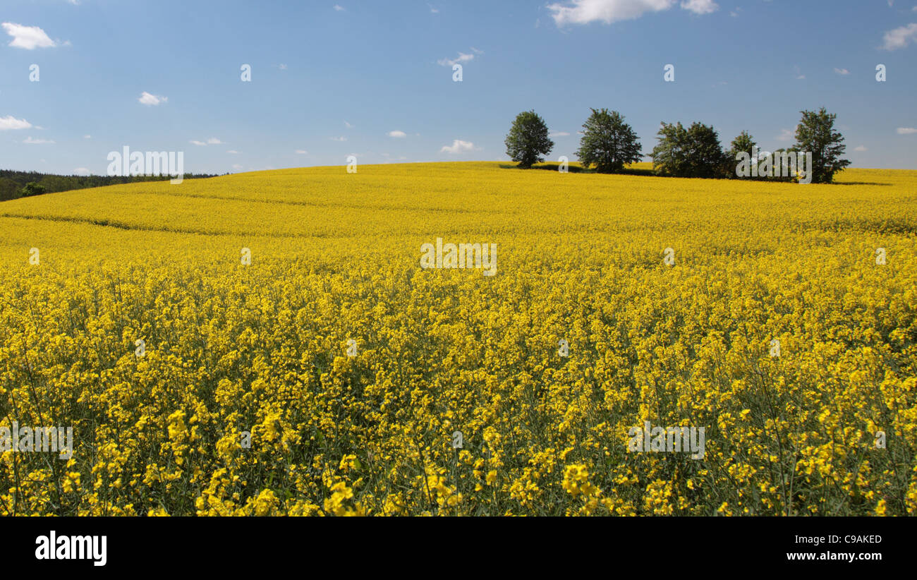 Yellow field rape in bloom with blue sky and white clouds Stock Photo ...