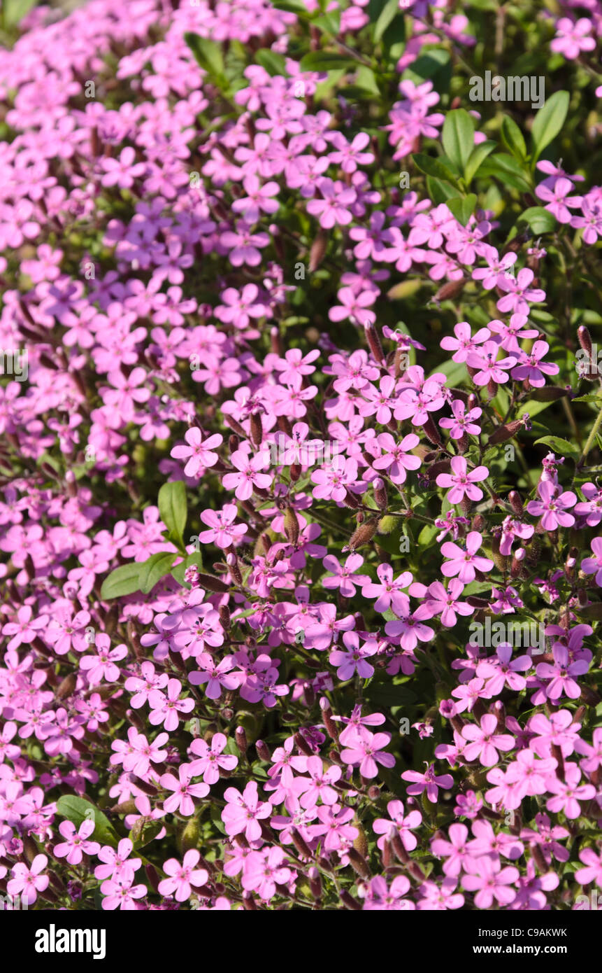 Rock soapwort (Saponaria ocymoides) Stock Photo