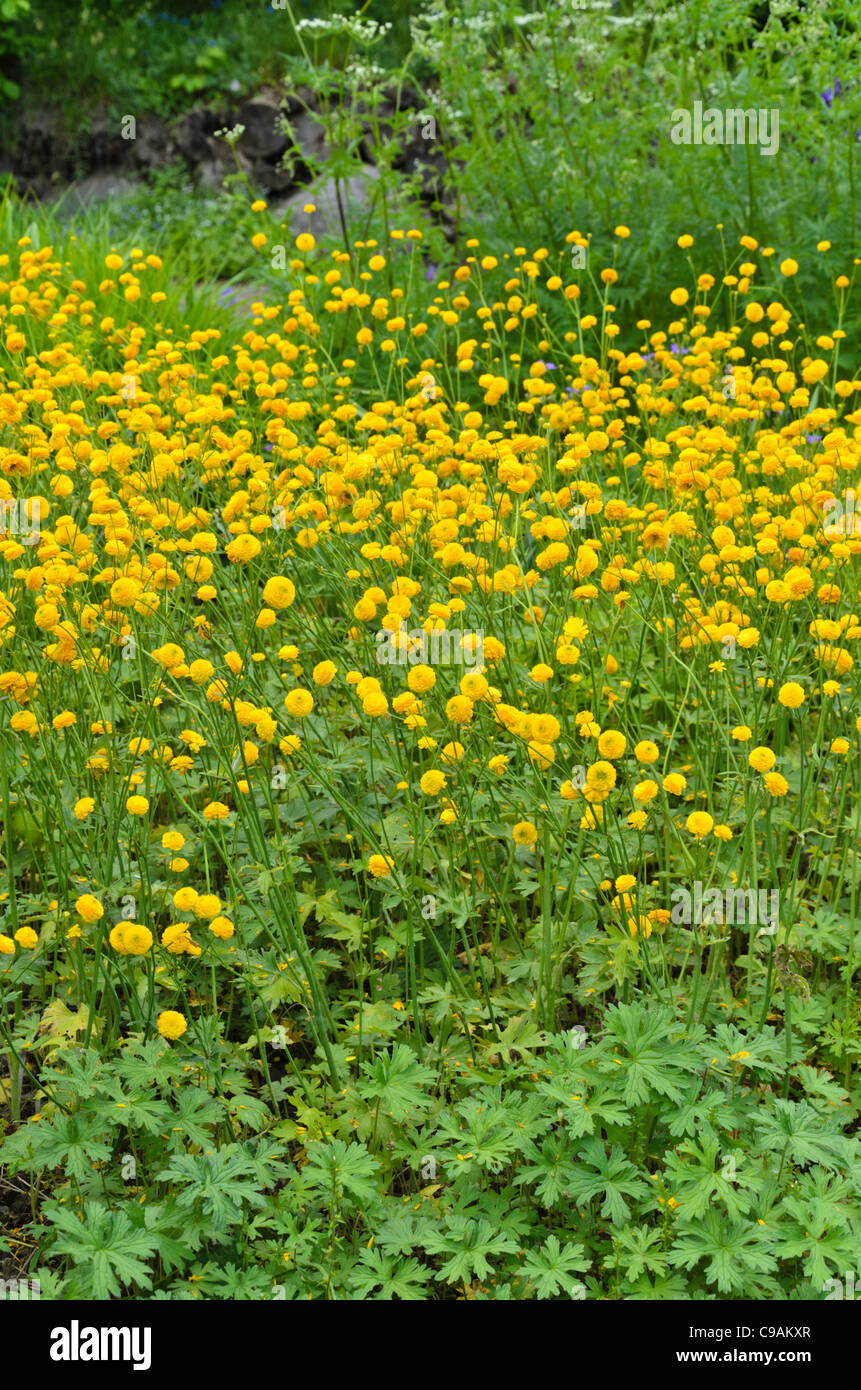 Meadow buttercup (Ranunculus acris 'Multiplex') Stock Photo