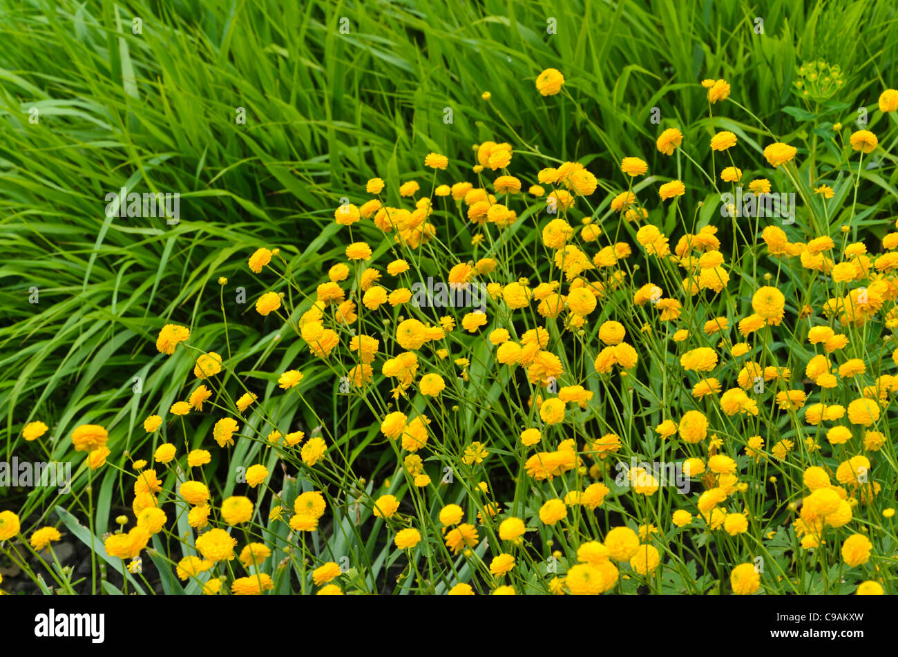 Meadow buttercup (Ranunculus acris 'Multiplex') Stock Photo