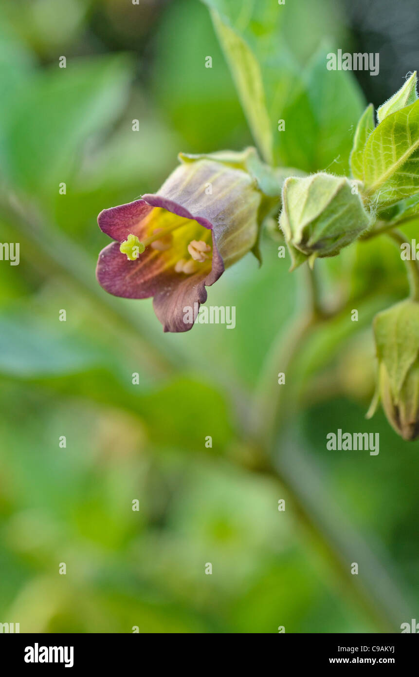Deadly nightshade flowers hires stock photography and images Alamy