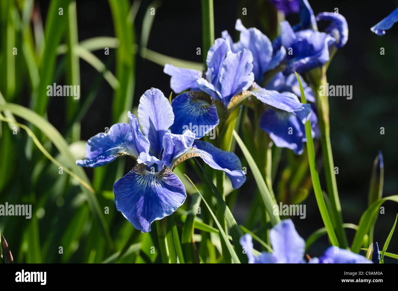 Siberian iris (Iris sibirica Stock Photo Alamy