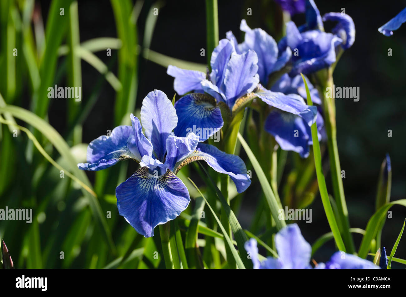 Siberian iris (Iris sibirica) Stock Photo