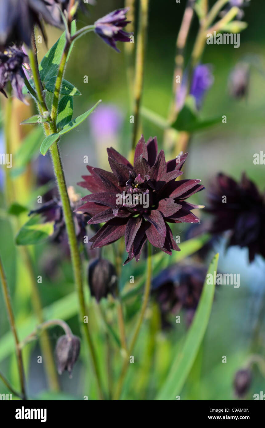 European columbine (Aquilegia vulgaris 'Black Barlow') Stock Photo