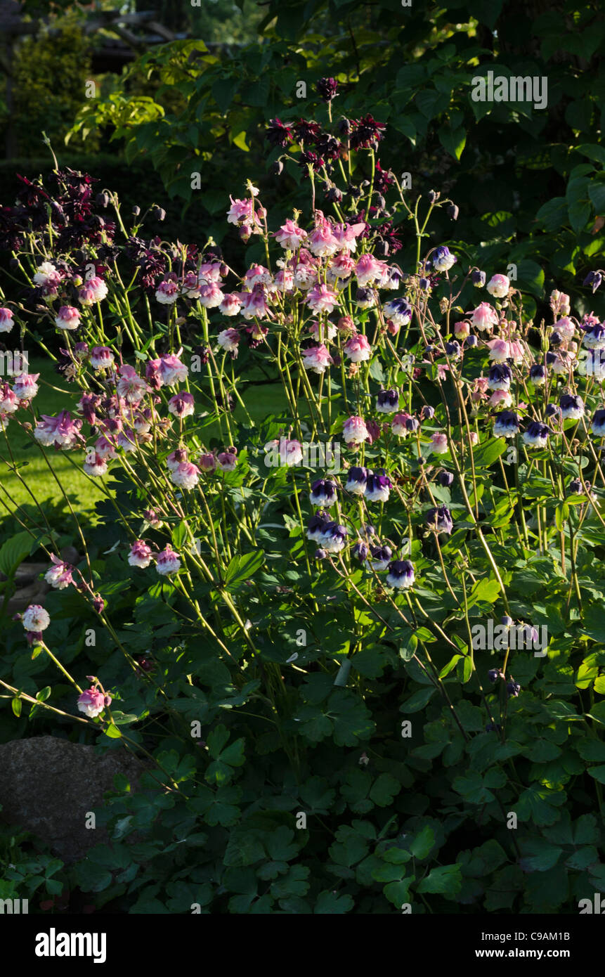 European columbine (Aquilegia vulgaris 'Grandmother's Garden') Stock Photo