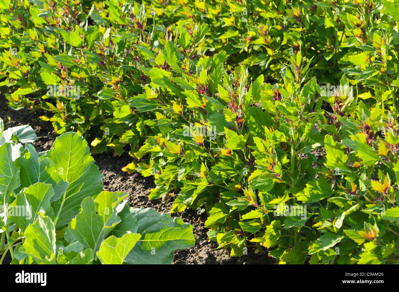 Tree spinach (Chenopodium giganteum 'Magentaspreen') Stock Photo