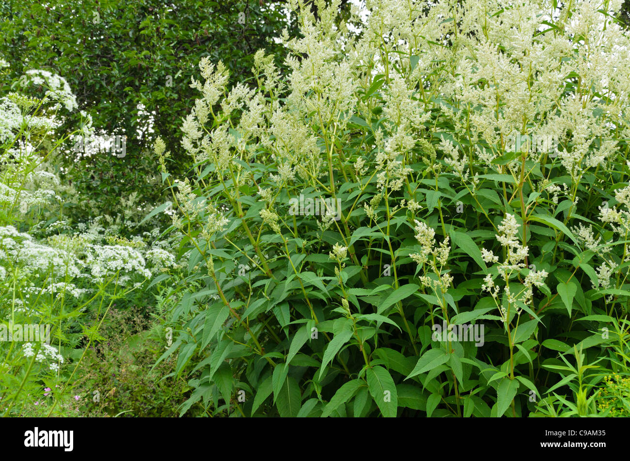 Alpine knotweed (Aconogonon alpinum syn. Polygonum alpinum) and Peucedanum Stock Photo