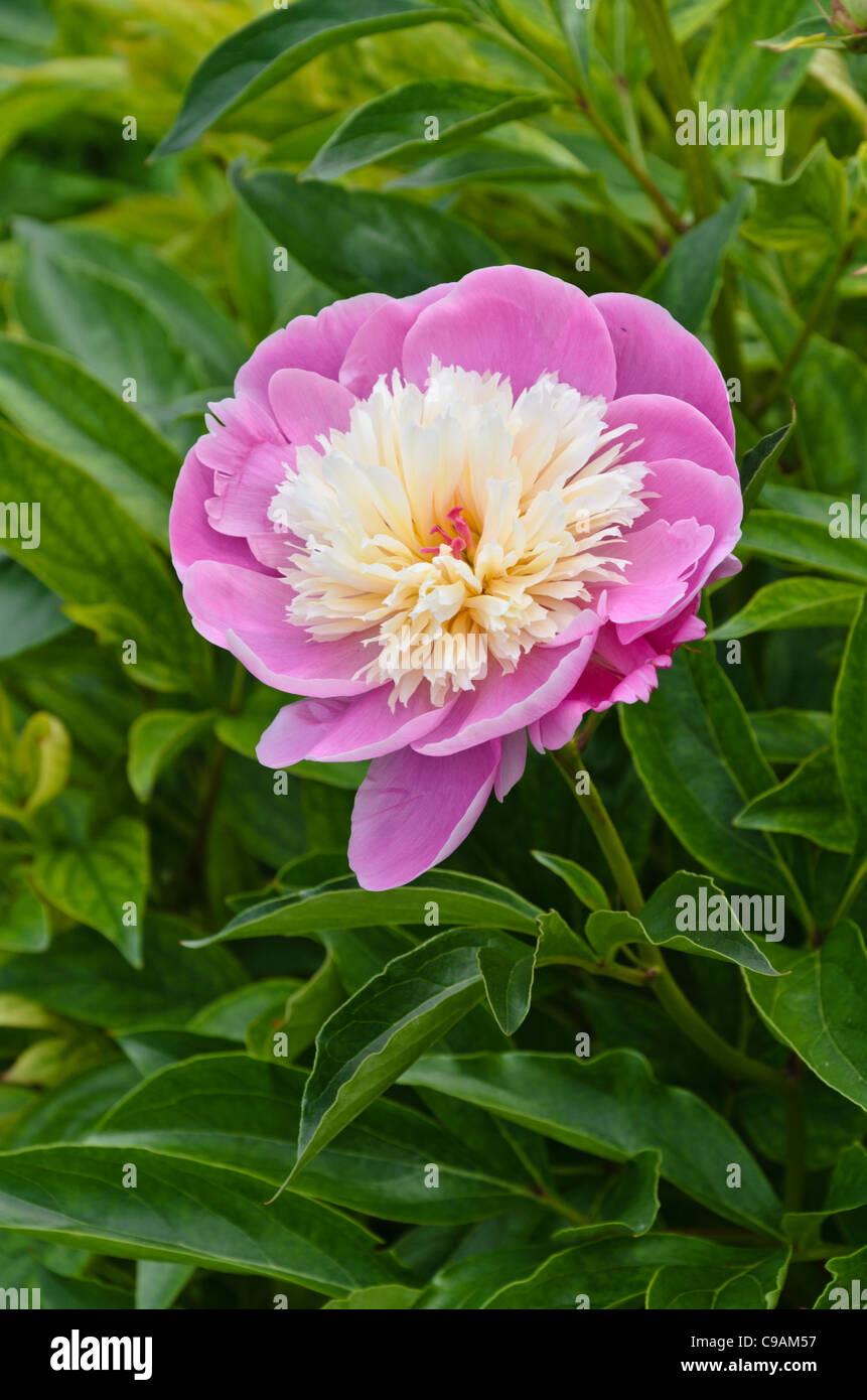 Chinese peony (Paeonia lactiflora 'Bowl of Beauty') Stock Photo