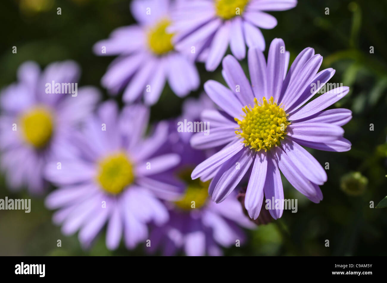 Cut-leaved daisy (Brachyscome multifida 'Brasco Violet') Stock Photo