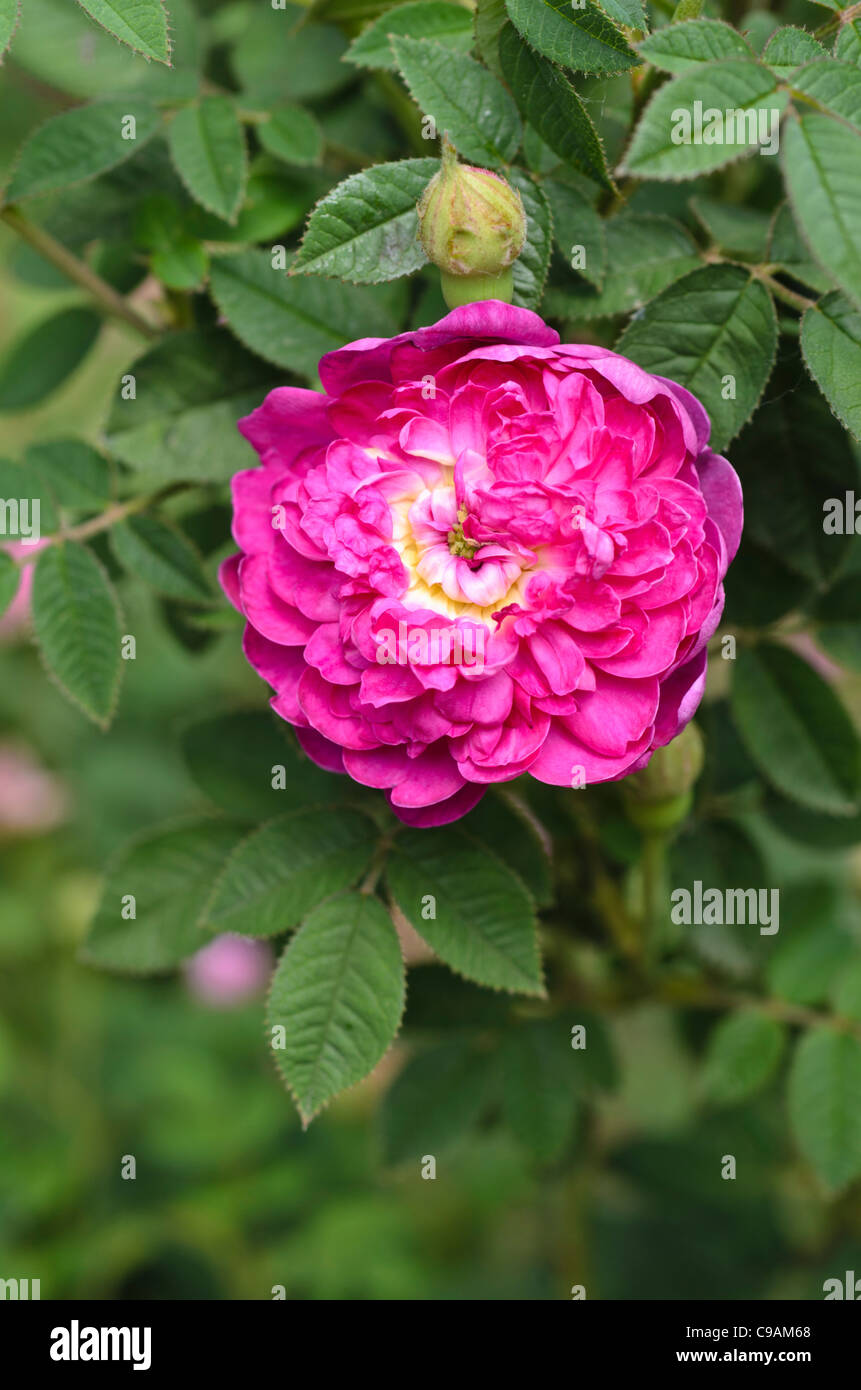 Cabbage rose (Rosa x centifolia 'Parviflora') Stock Photo